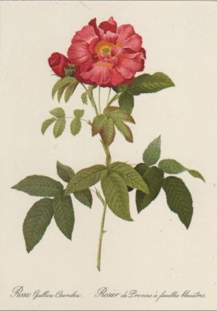Rosa Gallica Caerulea blühend Rosa Gallica Caerulea blühend