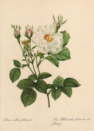 Rosa alba foliacea blühend Rosa alba foliacea blühend