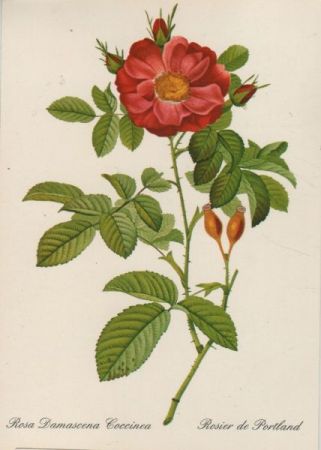 Rosa Damascena Coccinea blühend Rosa Damascena Coccinea blühend