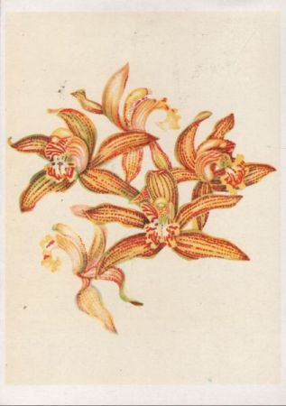 Cymbidium Vallambrosa Ostindien Cymbidium Vallambrosa Ostindien
