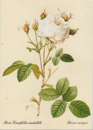 Rosa Centifolia mutabilis blühend Rosa Centifolia mutabilis blühend