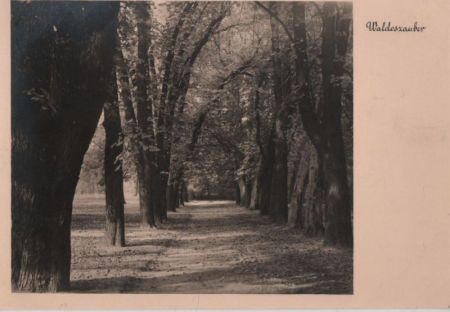 Waldzauber Weg Waldzauber Weg