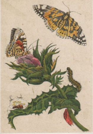 Mariendistel Schmetterlinge Mariendistel Schmetterlinge