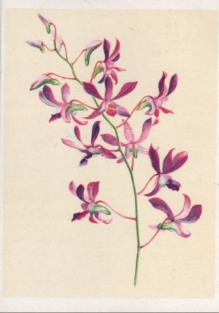 Dendrobium arcuatum Java Dendrobium arcuatum Java