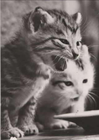 zwei Katzen schwarzweiß zwei Katzen schwarzweiß