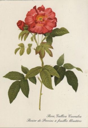Rosa Gallica Caerulea blühend Rosa Gallica Caerulea blühend