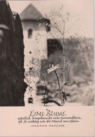 Eine Blume Johanna Kraeger Eine Blume Johanna Kraeger