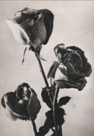 Rosen schwarzweiß Rosen schwarzweiß