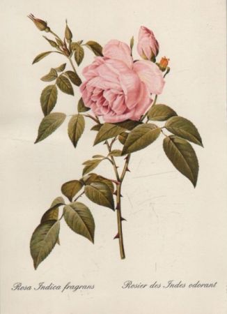 Rosa Indica fragrans blühend Rosa Indica fragrans blühend