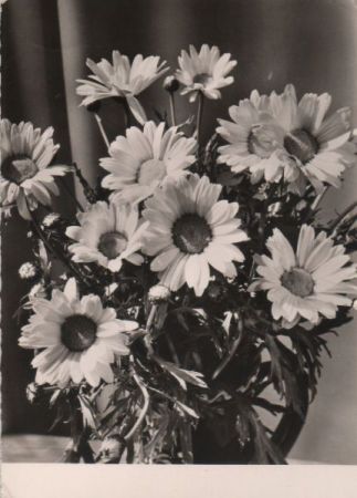 Glückwünsche zum Geburtstag Blumen Glückwünsche zum Geburtstag Blumen