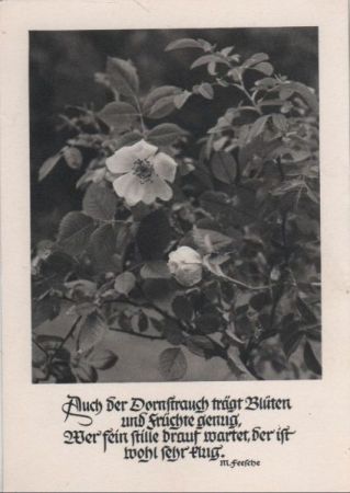 Der Dornbusch trägt Blüten M. Feesche Der Dornbusch trägt Blüten M. Feesche