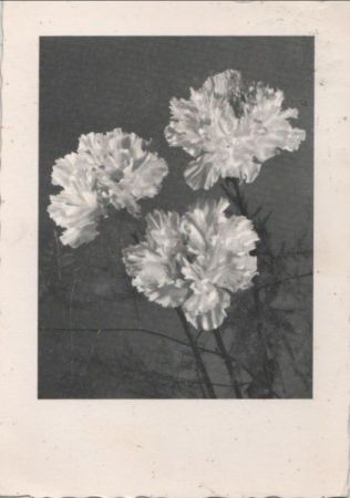 Blumen blühend Blumen blühend