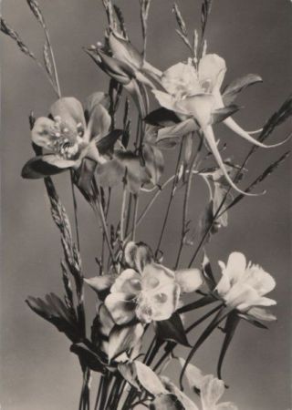 Blumen blühend Blumen blühend