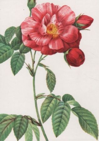 Rosa Gallica Versicolor blühend Rosa Gallica Versicolor blühend