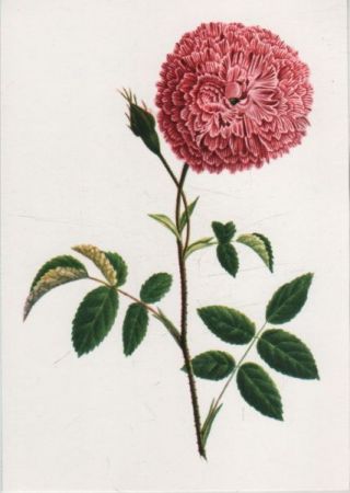 Rosa Gallica blühend Rosa Gallica blühend