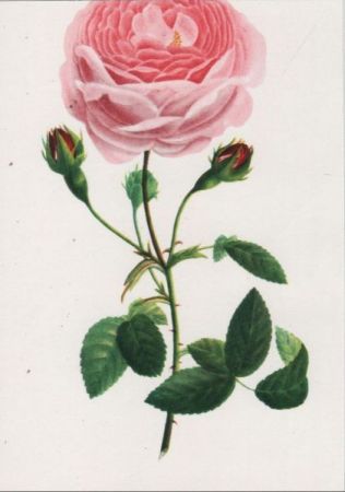 Rosa Hybr. Bengalensis blühend Rosa Hybr. Bengalensis blühend