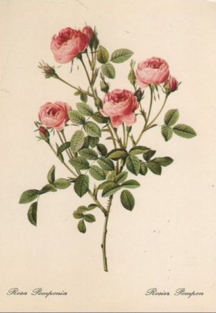 Rosa Pomponia blühend Rosa Pomponia blühend