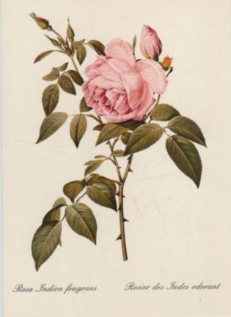 Rosa Indica fragrans blühend Rosa Indica fragrans blühend