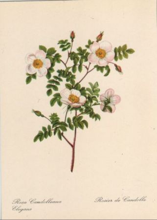 Rosa Candolleana Elegans blühend Rosa Candolleana Elegans blühend