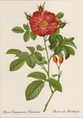 Rosa Damascena Coccinea blühend Rosa Damascena Coccinea blühend