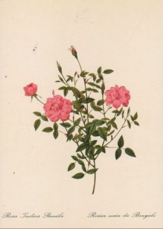 Rosa Indica Pumila blühend Rosa Indica Pumila blühend