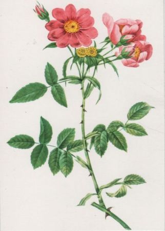 Rosa Collina Monosniana blühend Rosa Collina Monosniana blühend