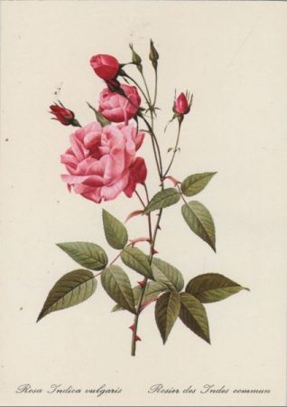 Rosa Indica vulgaris blühend Rosa Indica vulgaris blühend