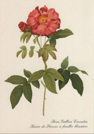 Rosa Gallica Caerulea blühend Rosa Gallica Caerulea blühend