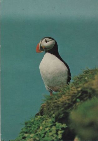 Papageientaucher versendet aus Island Papageientaucher versendet aus Island