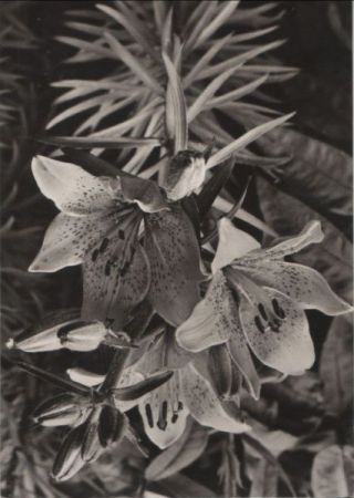 Zum Geburtstag Blumen Zum Geburtstag Blumen