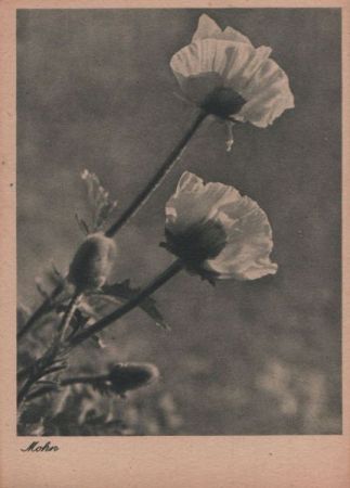 Mohn blühend Mohn blühend