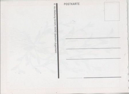 Vogelknöterich mit Wurzel