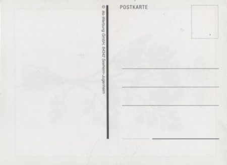 Echter Sellerie blühend Echter Sellerie blühend