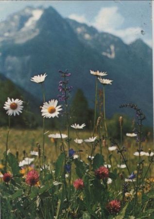 Feldblumen im Gebirge Feldblumen im Gebirge