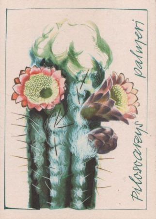 Pilosocereus palmeri Mexiko Pilosocereus palmeri Mexiko