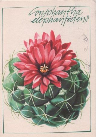 Elefantenzahn Coryphantha elephantidens Elefantenzahn Coryphantha elephantidens