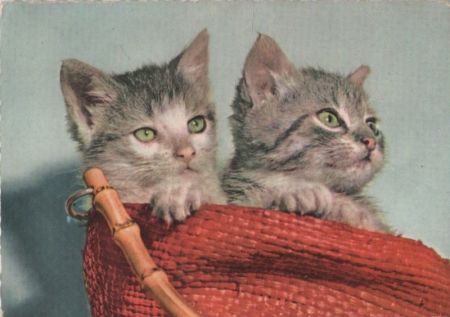 Zwei Katzen Hauskatzen Zwei Katzen Hauskatzen