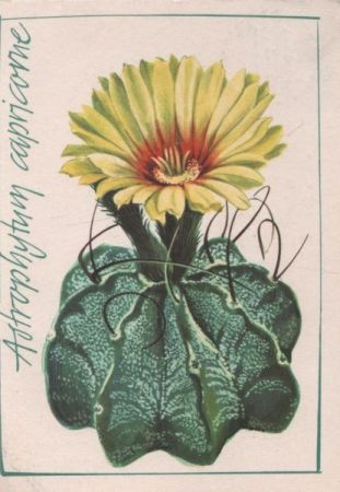 Astrophytum capricorne Kaktus Astrophytum capricorne Kaktus