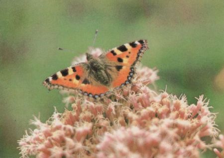 Kleiner Fuchs auf Blüte Kleiner Fuchs auf Blüte