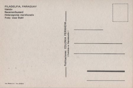 Savannenbussard Paraguay Savannenbussard Paraguay