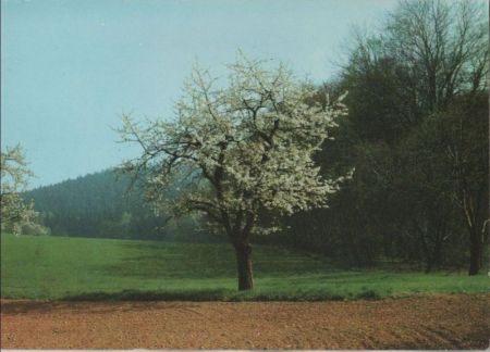 Frohe Pfingsten blühender Baum Frohe Pfingsten blühender Baum