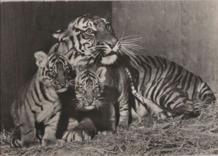 Tiger Familie Tiger Familie