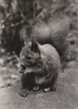 Eichhörnchen mit Nüssen Eichhörnchen mit Nüssen