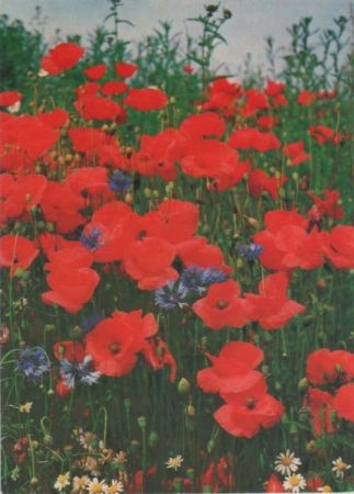 Klatschmohn Kornblumen Klatschmohn Kornblumen
