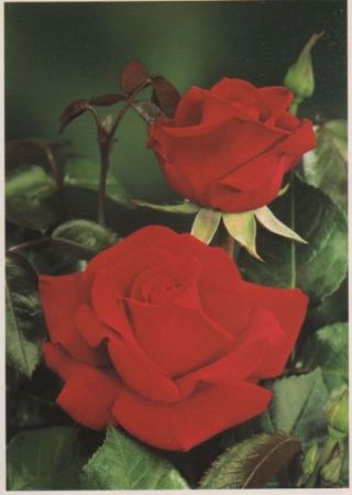 Rose Ingrid Bergman Rose Ingrid Bergman