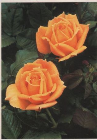 Rose Tonsina Rose Tonsina