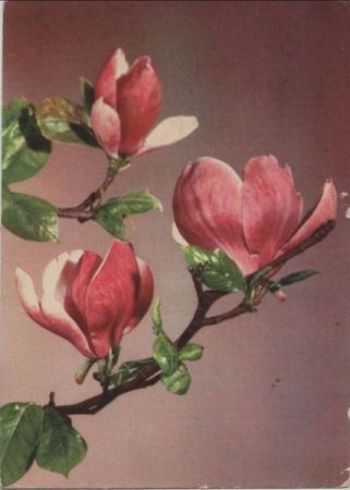 Fröhliche Pfingstfeiertage Blüten Fröhliche Pfingstfeiertage Blüten