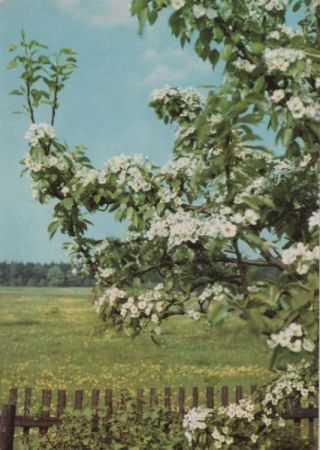 Frohe Pfingsten blühender Zweig Frohe Pfingsten blühender Zweig
