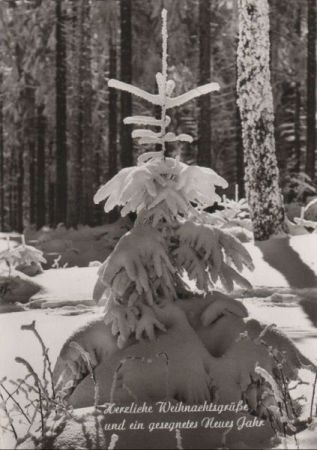 Herzliche Weihnachtsgrüße Baum unter Schnee Herzliche Weihnachtsgrüße Baum unter Schnee