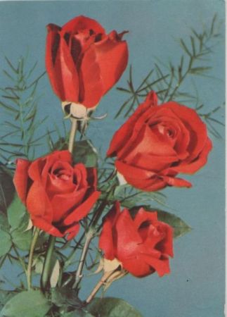 Zum Geburtstag Rosen Zum Geburtstag Rosen